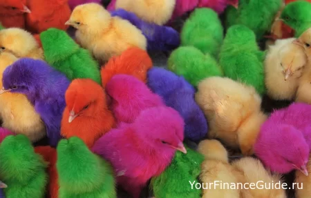 Разноцветные цыплята: оригинальная бизнес-идея или..?