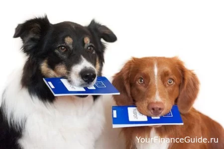 Страхование домашних животных